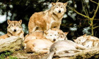 98c06b90ad5abf8aac5c0026414818ed M