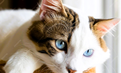 Immagine 2026 03 26 134334