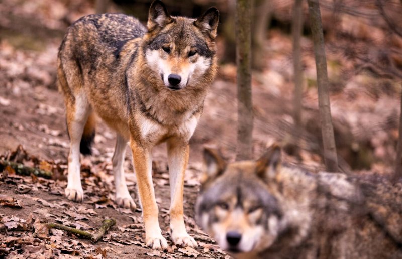 3e15f6178dd9f1ff5a3b927ea1ef0d63 M