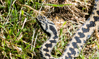 Immagine 2026 04 05 213213