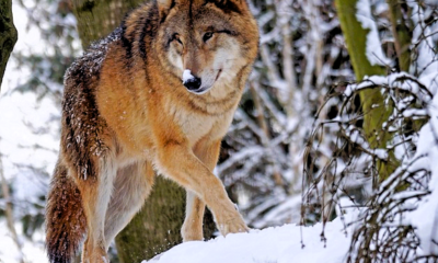 Immagine 2026 04 09 215817