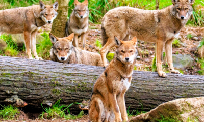 Immagine 2026 04 19 122251