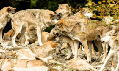 Immagine 2026 04 20 172051